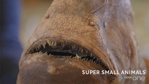 Weird Alien Looking Super Small Animal GIF