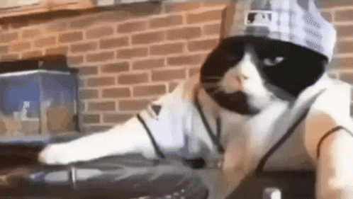 Weird Birthday Cat Dj Play GIF