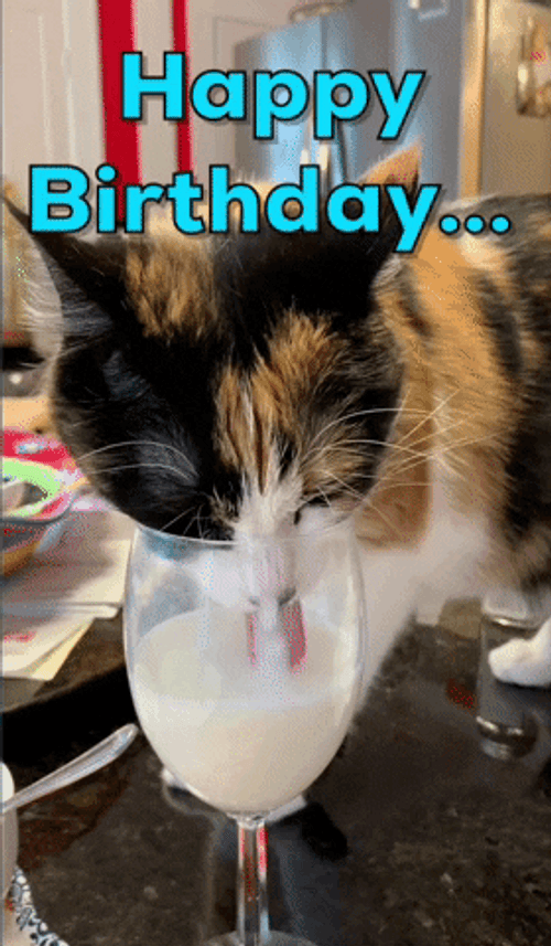 Weird Cat Drinking Milk Treat For Birthday GIF