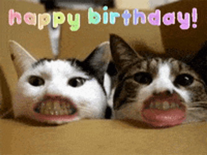Weird Cat Mouths Greeting Happy Birthday GIF