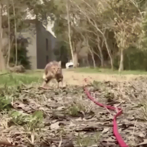 Weird Cat Walking Coming GIF