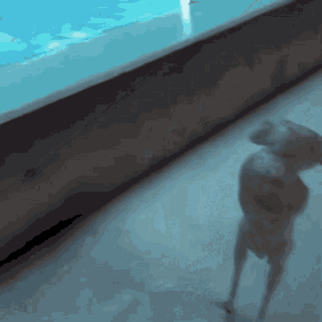 Weird Dancing Turkey Moves GIF