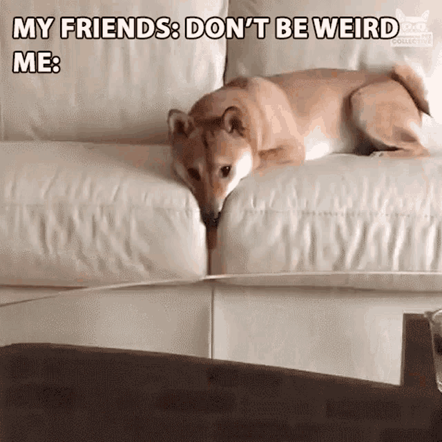 Weird Dog Don't Be Weird GIF