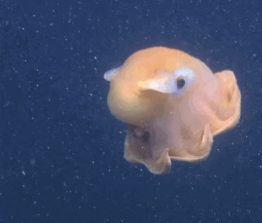 Weird Fish In The Ocean GIF