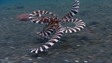 Weird Form Striped Octopus GIF