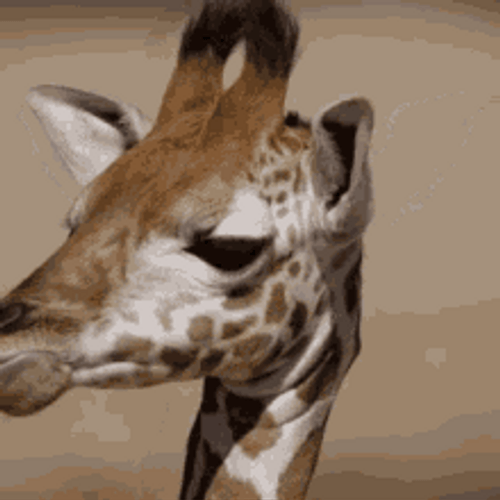 Weird Giraffe Animal GIF 