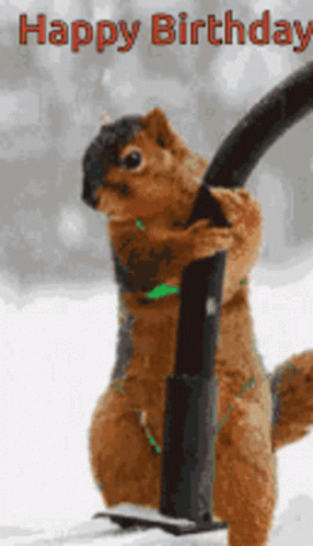 Weird Happy Birthday Pole Dancing Squirrel GIF