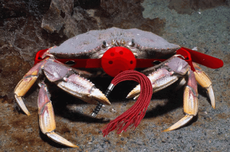 Weird Lobster Crab GIF