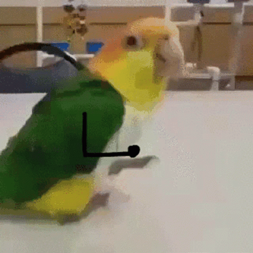 Weird Parrot Jumping GIF