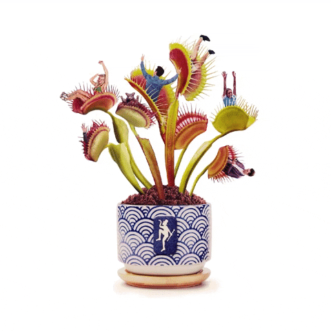 Weird Venus Fly Trap In Pot GIF