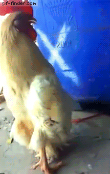 Weird Walking Rooster Crowing GIF