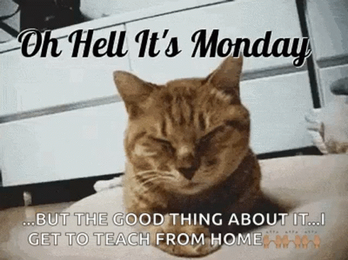 Welcome To Monday Disappointed Cat GIF