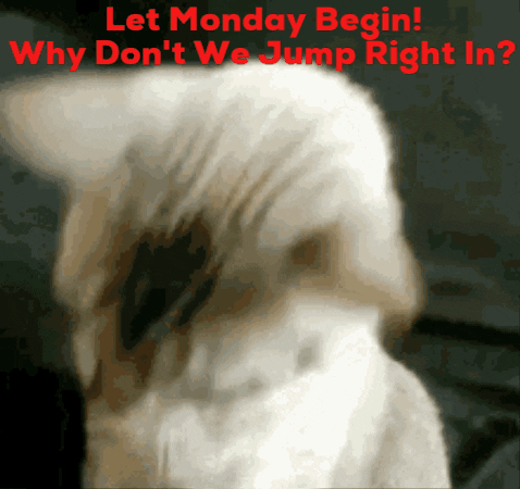 Welcome To Monday Savage Cat Im Ready GIF