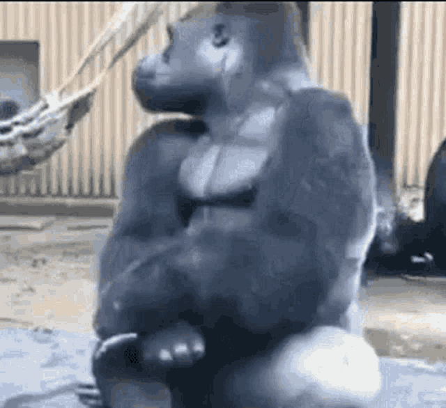 Well Were Waiting Unbothered Monkey GIF