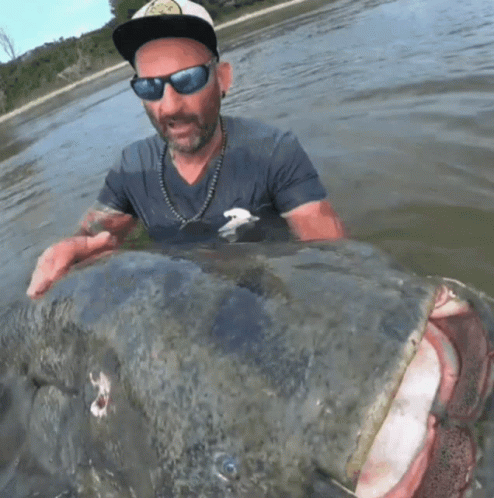 Wels Catfish Man Kiss GIF