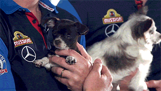 Western Carolina Team Bringing Their Pets On Match GIF