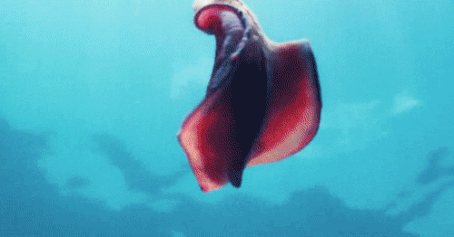 Wet Animal Spanish Dancer GIF