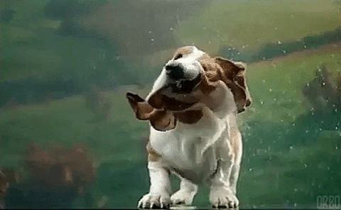 Wet Basset Hound Shaking Body GIF