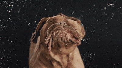 Wet Bulldog Shaking Body GIF