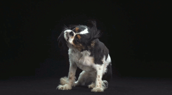 Wet Cavalier King Charles Spaniel Dog GIF