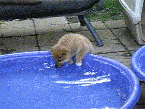 Wet Cute Dog GIF