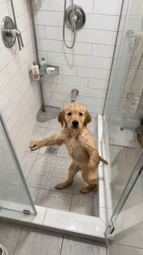 Wet Dog With Paws Up in Shower