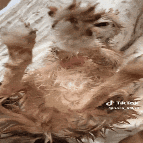 Wet Fennec Fox Feeling Cold GIF