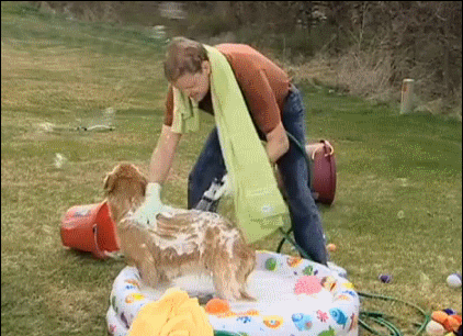 Wet Man Bathing The Dog GIF