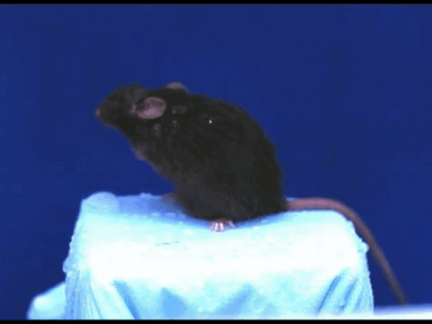 Wet Mouse Shaking Water Slow Motion GIF