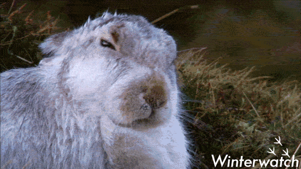 Wet Rabbit Shaking Off Body GIF