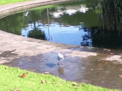 Wet Shaking Bird GIF