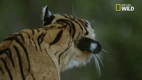 Wet Tiger Shaking Off GIF
