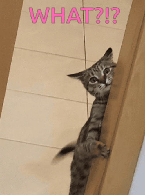 Whaaat Peeking Sneaky Cat GIF