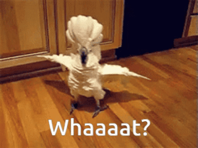 Whaaat Sassy Bird White Cockatoo GIF