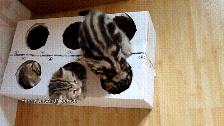 Whack A Mole Box With Cats GIF