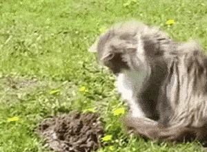 Whack A Mole Cat Playing GIF