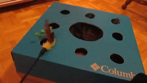 Whack A Mole Playing With Cat GIF