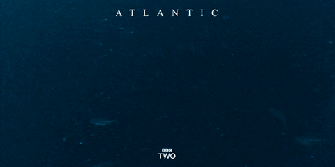Whale Bbc Two GIF