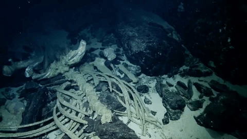 Whale Bones Under The Sea GIF