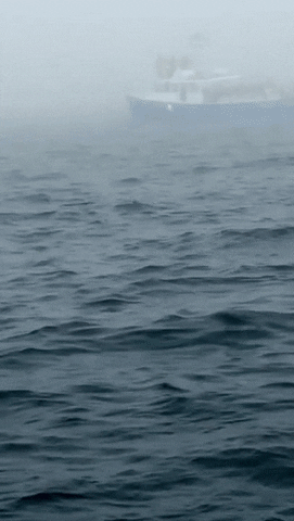 Whale Breaching Splashing GIF