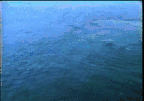 Whale Bubble Rings GIF