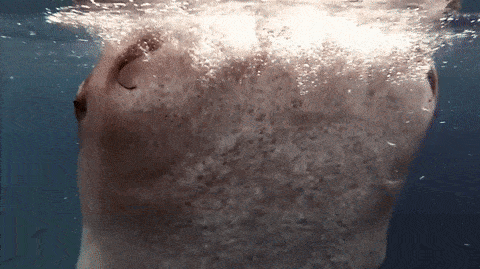 Whale Drinks Water GIF