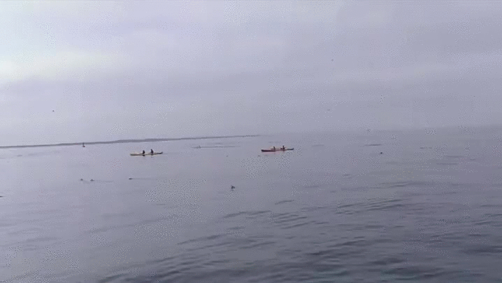 Whale Jumps Boat GIF