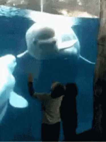 Whale Kid Shocked GIF