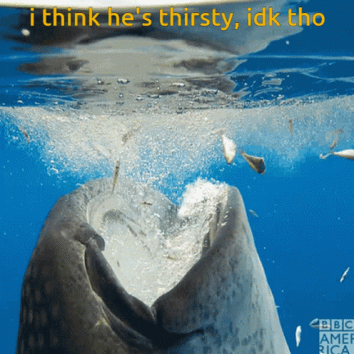 Whale Saying I Think He's Thirsty Idk Tho