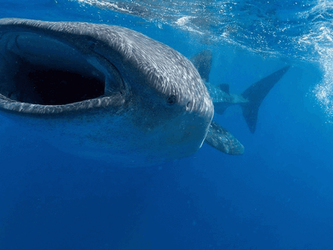 Whale Shark Big Mouth Filter Feeding GIF