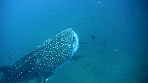 Whale Shark Inhaling Eating Fish GIF