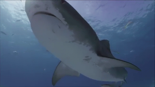 Whale Shark Swimming And Looking At Camera GIF