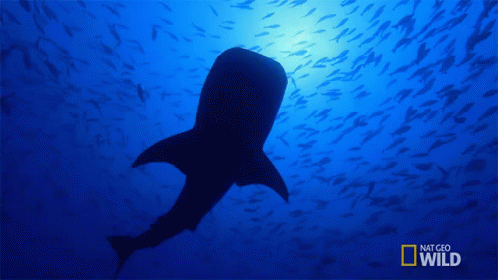 Whale Shark Swimming in Ocean With National Geographic Wild Logo