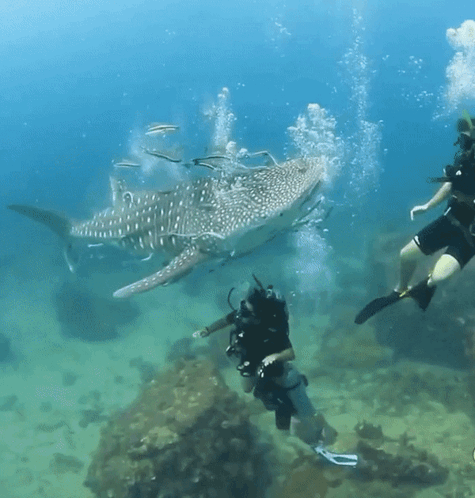 Whale Shark Swimming Near Diver GIF